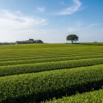 제주 오설록 티뮤지엄 녹차밭 인증샷 및 티스톤 체험 예약 방법