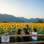 안성 팜랜드 해바라기 개화 시기 및 동물 먹이 주기 체험 방법