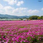 가평 자라섬 꽃 페스티벌 사진 찍기 좋은 추천 포토존