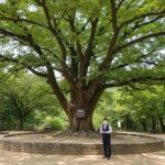 양평 두물머리 400년 느티나무 포토존 투어 방법