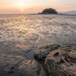 독산해수욕장 물때 확인하는 바다로드 앱 사용법과 갯벌 체험 주차장 위치 독산해수욕장 물때 확인하는 바다로드 앱 사용법과 갯벌 체험 주차장 위치